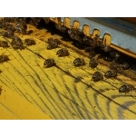 Photo de quelques ruches - printemps 2011